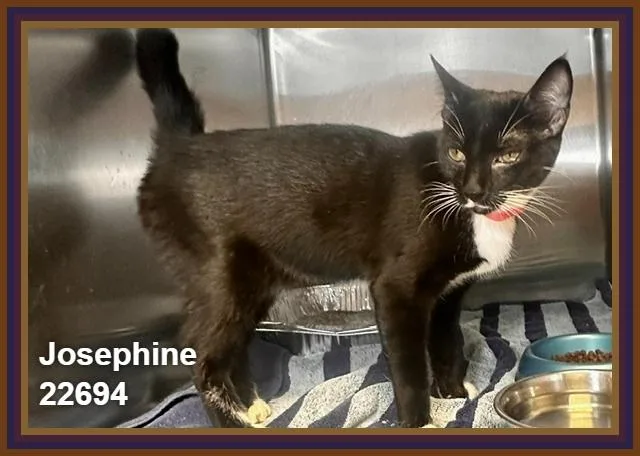 A young medium-sized female Black & White / Tuxedo Domestic Short Hair cat named Josephine for adoption in Marietta, GA