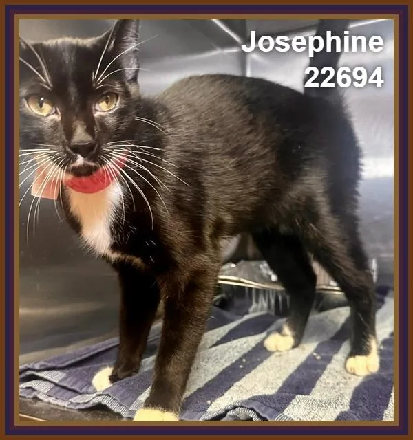 Josephine thumbnail 4