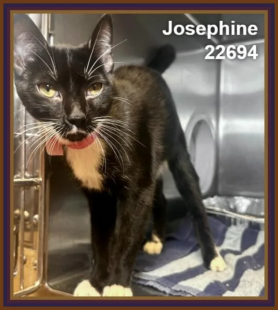 Josephine thumbnail 5