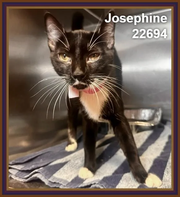 Josephine thumbnail 6