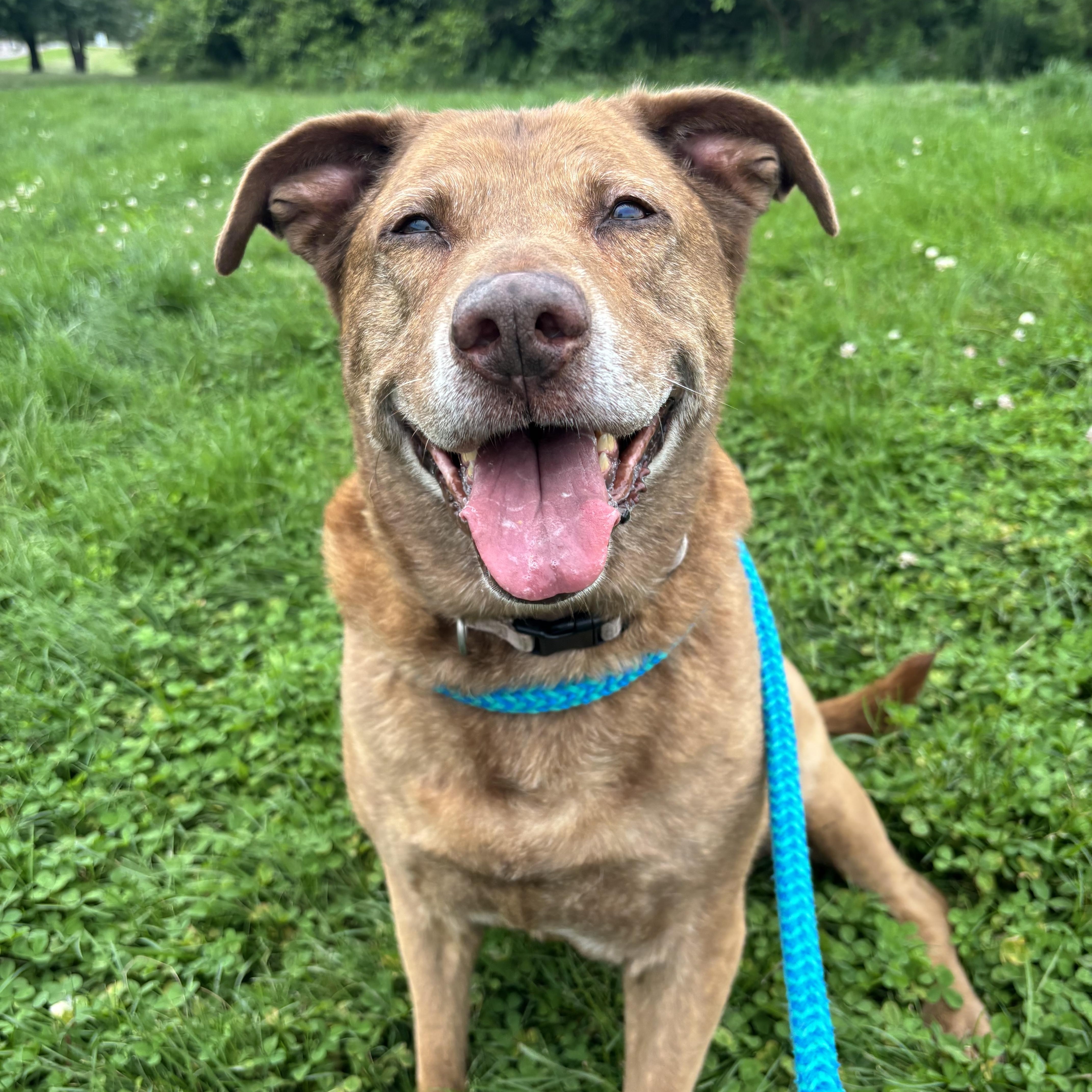 A senior large-sized female Yellow / Tan / Blond / Fawn Yellow Labrador Retriever dog named Dixie for adoption in Youngstown, OH