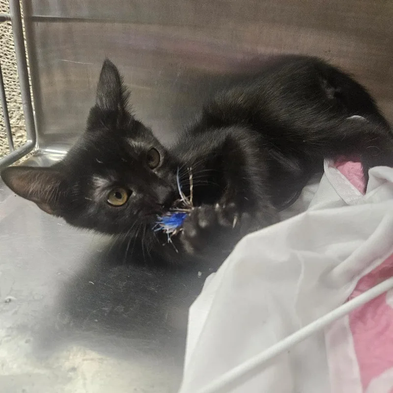 A baby small-sized male Black Domestic Short Hair cat named Grumpy for adoption in Grantsville, UT
