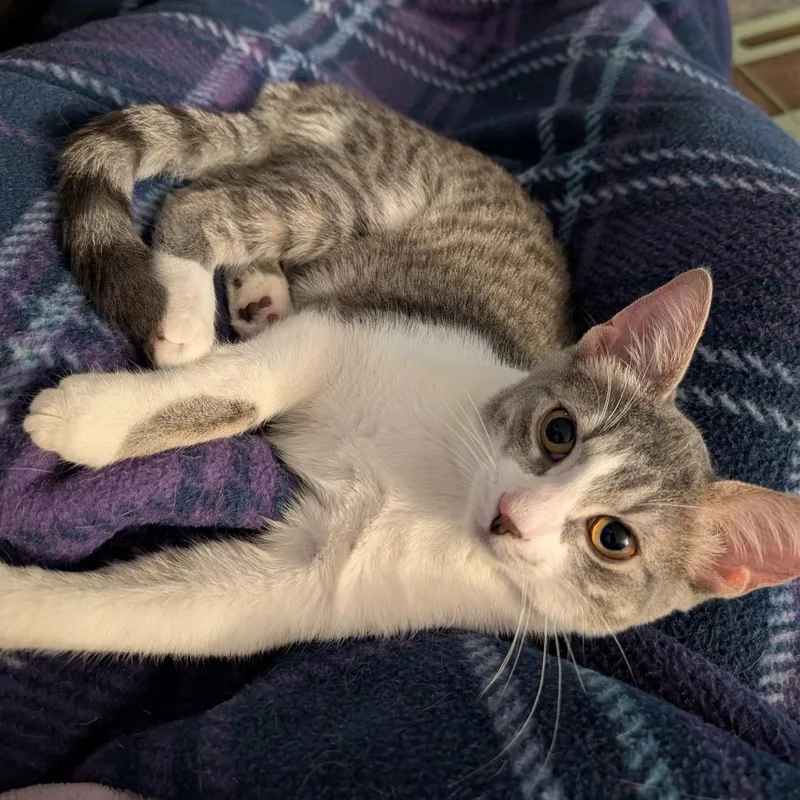 A baby medium-sized female Tabby cat named Violet for adoption in East Amherst, NY