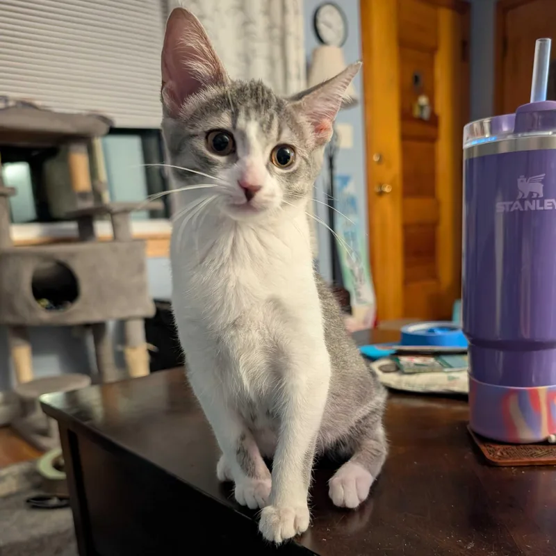 Violet thumbnail 2