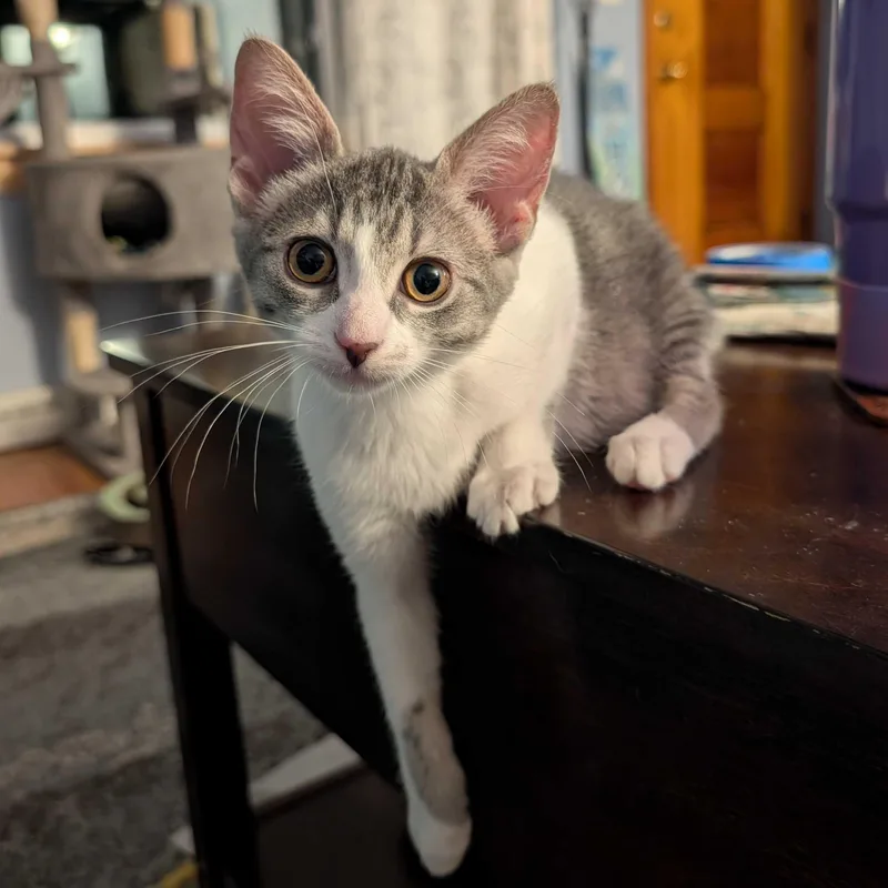 Violet thumbnail 4