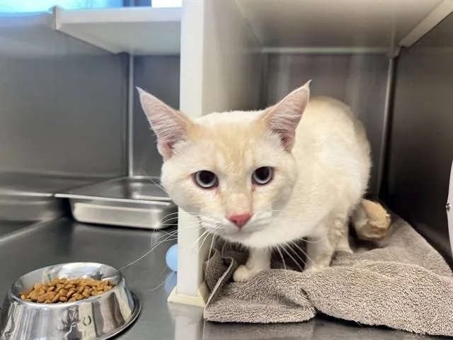 An adult medium-sized male Domestic Short Hair cat named Bo Nix for adoption in Colorado Springs, CO