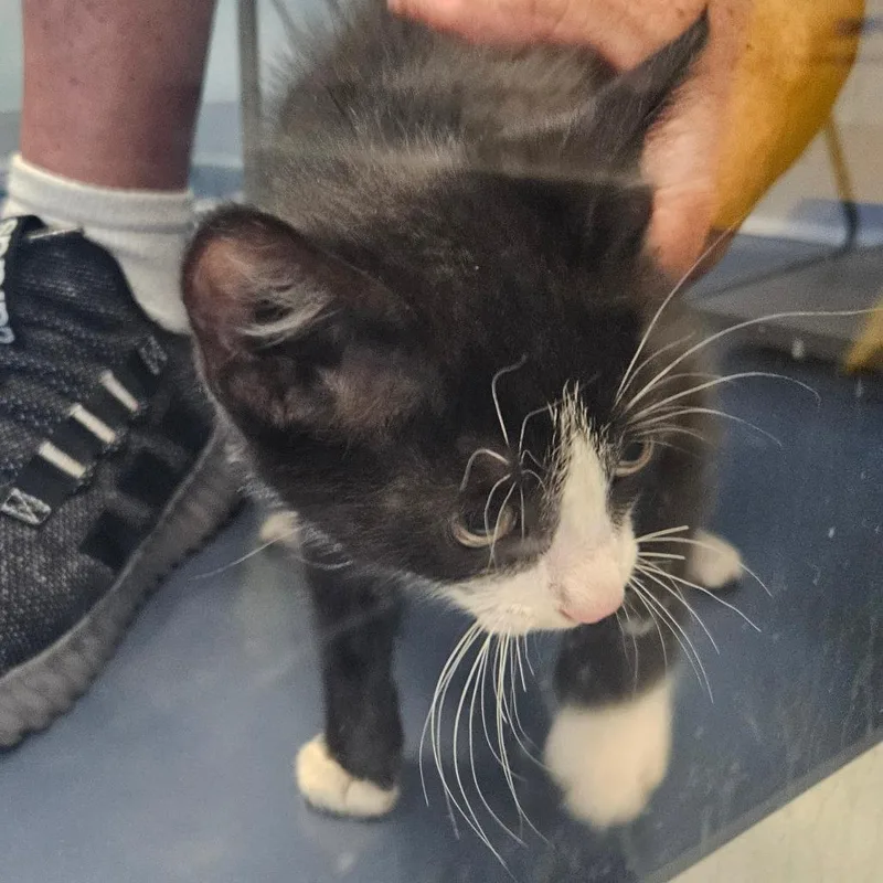 A baby small-sized male Black & White / Tuxedo Domestic Short Hair cat named Piedmont for adoption in Greensboro, NC