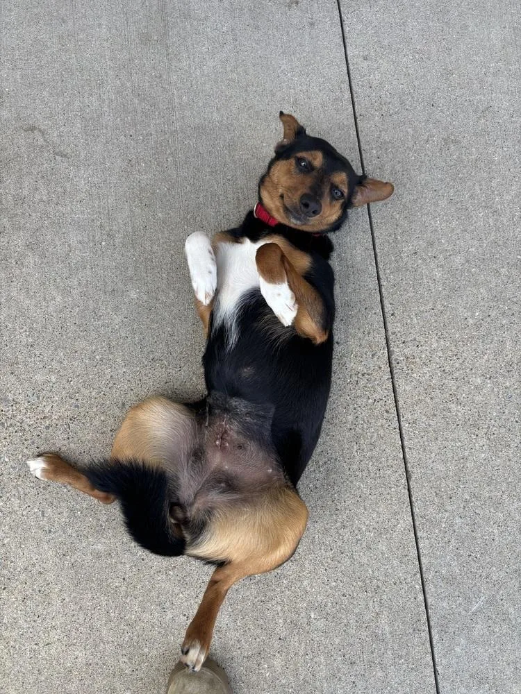 An adult medium-sized female Tricolor (Brown, Black, & White) Terrier dog named Summer for adoption in Kalamazoo, MI