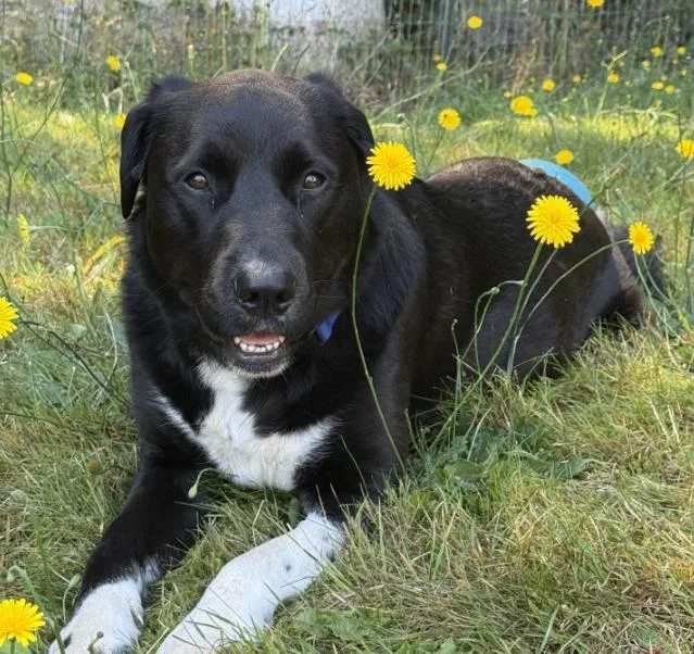 An adult medium-sized female Labrador Retriever dog named Luna for adoption in Eastsound, WA