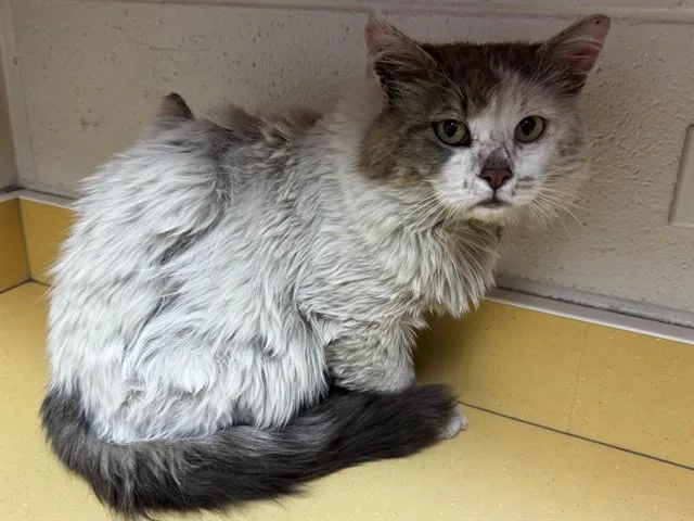 An adult medium-sized male Domestic Short Hair cat named Timber for adoption in Colorado Springs, CO