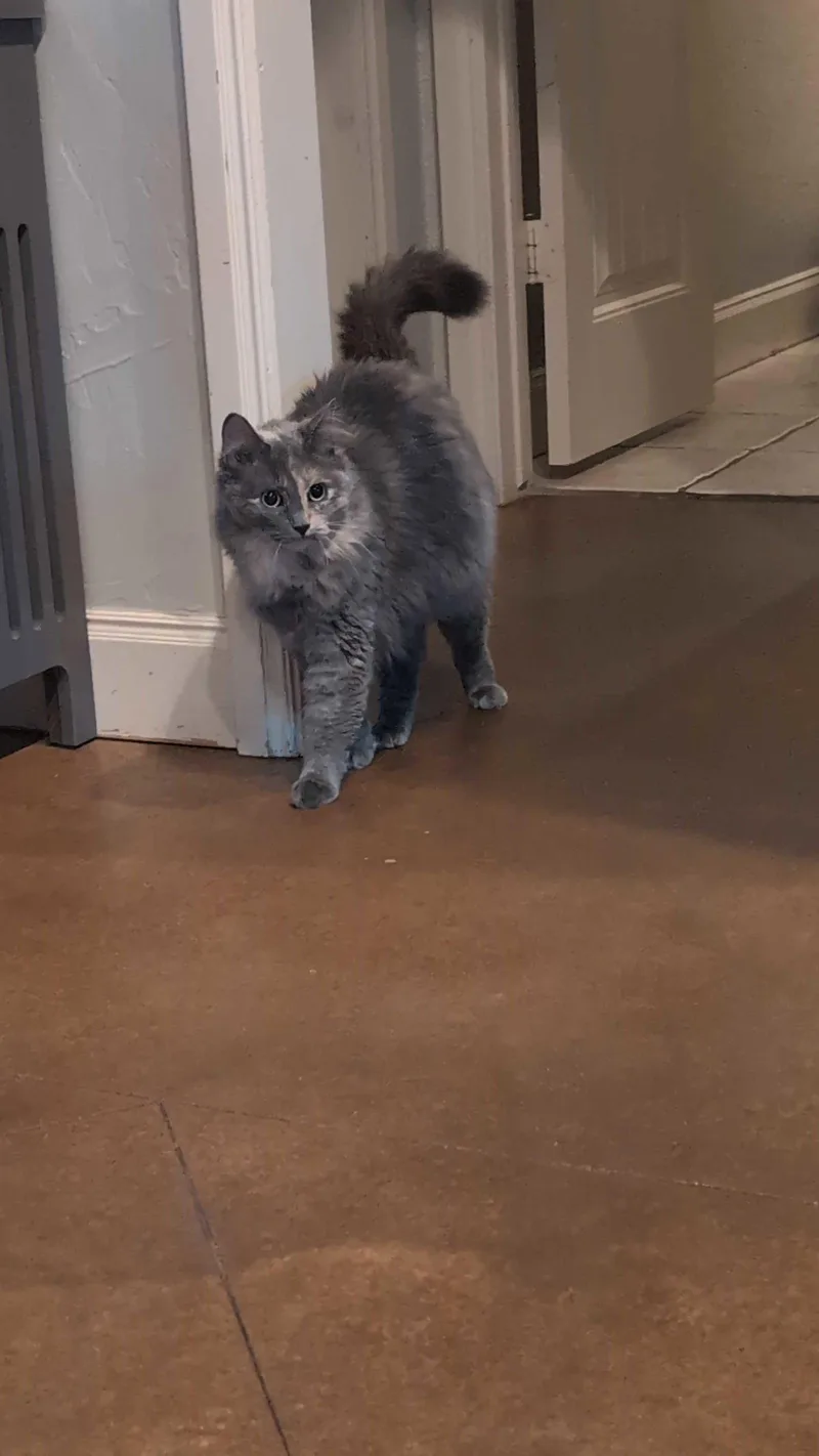 A young medium-sized female Dilute Tortoiseshell cat named Munchie for adoption in Fort Worth, TX