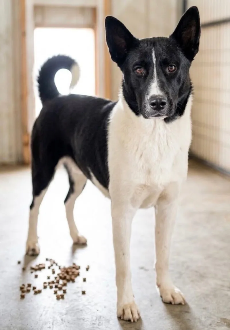 A young medium-sized female Akita dog named Poppy for adoption in Windsor, CO