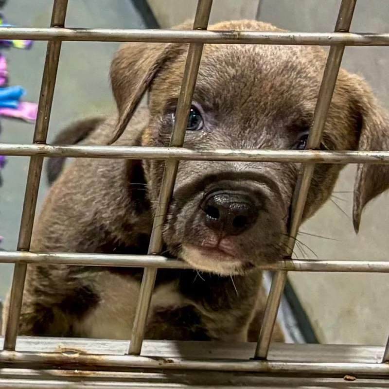 A baby small-sized female Brown / Chocolate Labrador Retriever dog named Molly for adoption in Austin, TX