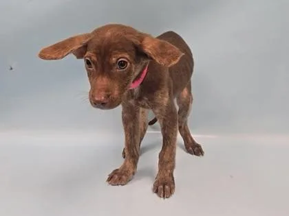 A baby large-sized female German Shepherd Dog dog named Mercy for adoption in Coon Rapids, MN