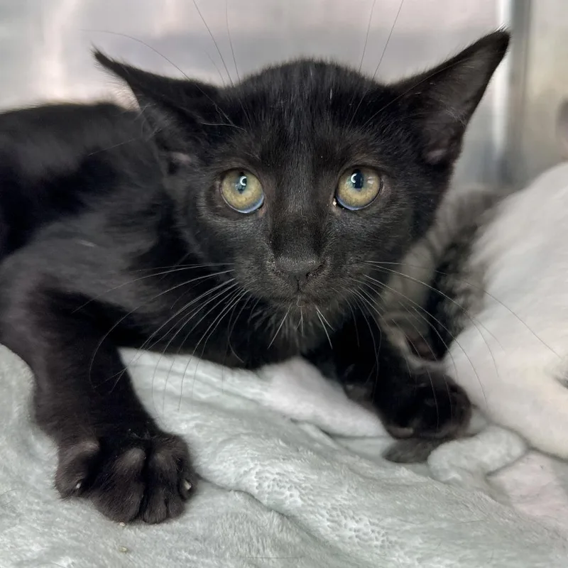 A baby small-sized male Black Domestic Short Hair cat named Titan for adoption in Matteson, IL