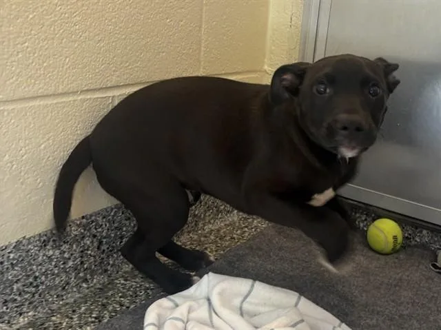 A baby medium-sized male Labrador Retriever dog named Danny for adoption in Brewster, MA