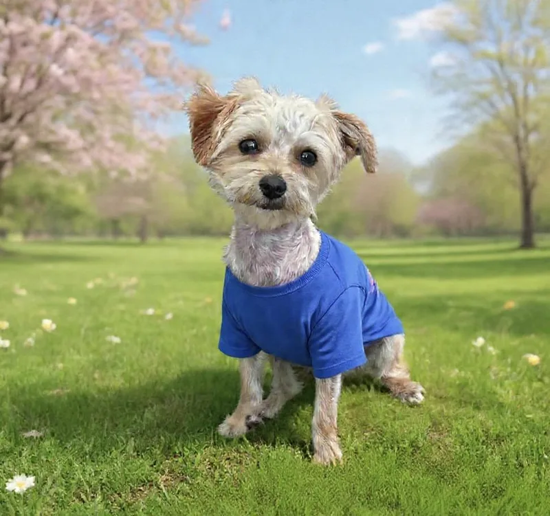 A baby small-sized male Apricot / Beige Maltese dog named Cooper for adoption in Corona Del Mar, CA