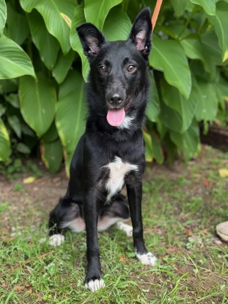 A young medium-sized female Black Collie dog named Willow for adoption in Brunswick, ME