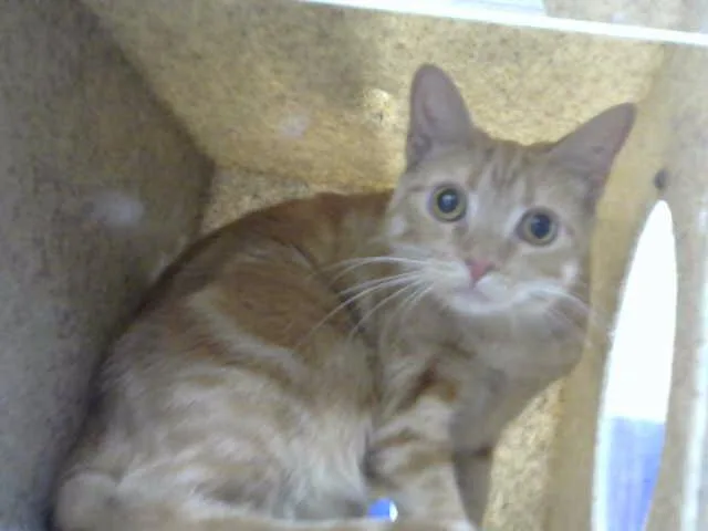 An adult medium-sized female Domestic Short Hair cat named Opalite for adoption in Albuquerque, NM
