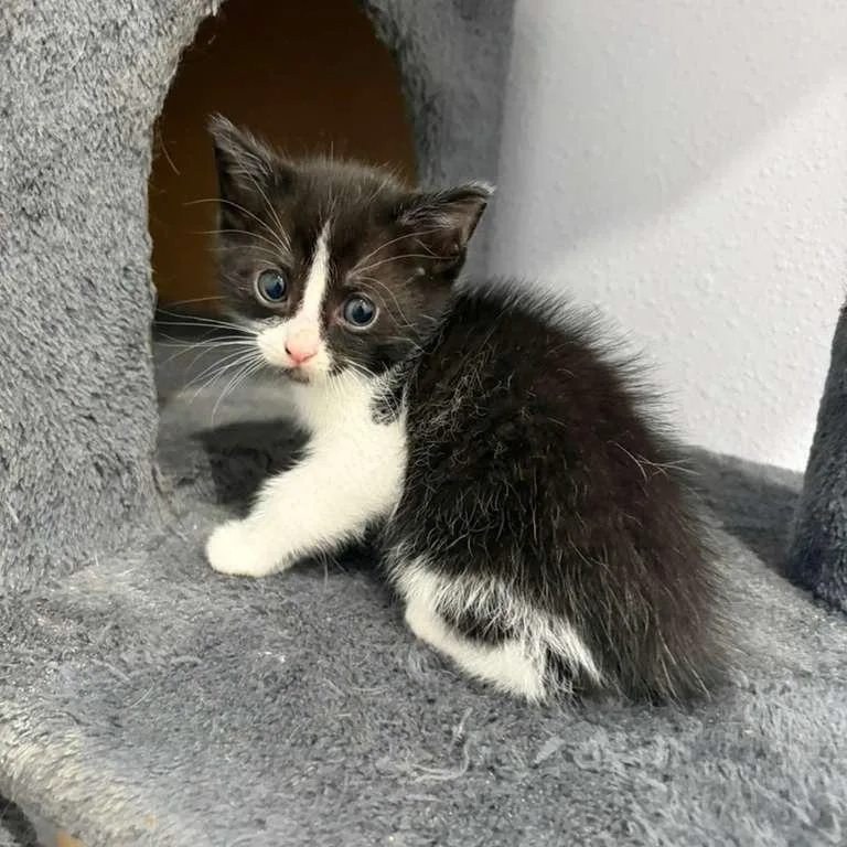 A baby small-sized female White Domestic Short Hair cat named Morroco for adoption in Harlingen, TX