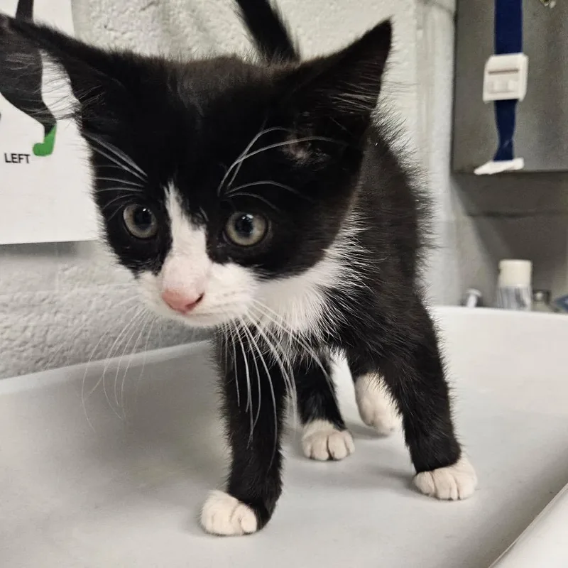 A baby small-sized male Black Domestic Short Hair cat named Breakfast for adoption in Birdsboro, PA