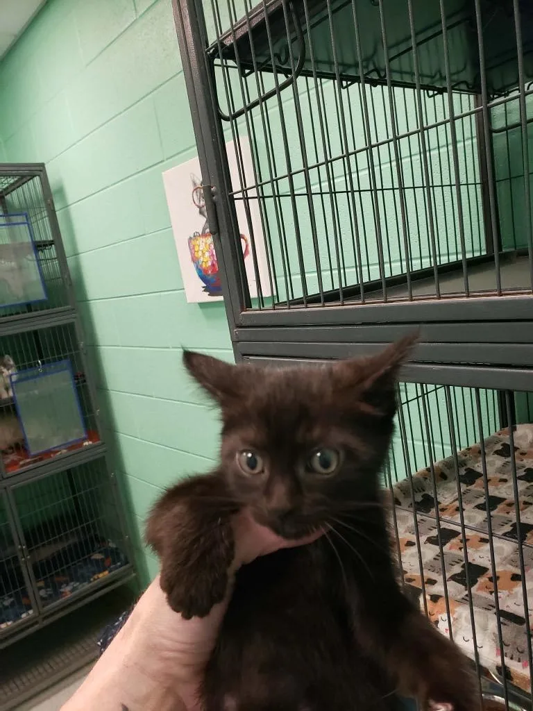 A baby medium-sized female Black Domestic Short Hair cat named Isley for adoption in Frankfort, KY