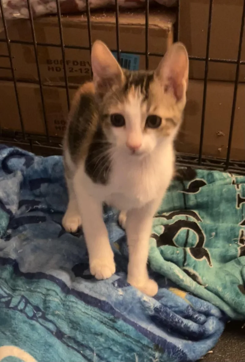 A baby small-sized female Calico cat named Trout for adoption in Henderson, NV