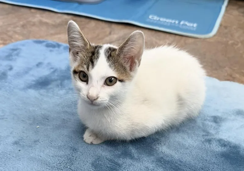 A baby medium-sized male Gray & White Domestic Short Hair cat named Storm for adoption in Orlando, FL
