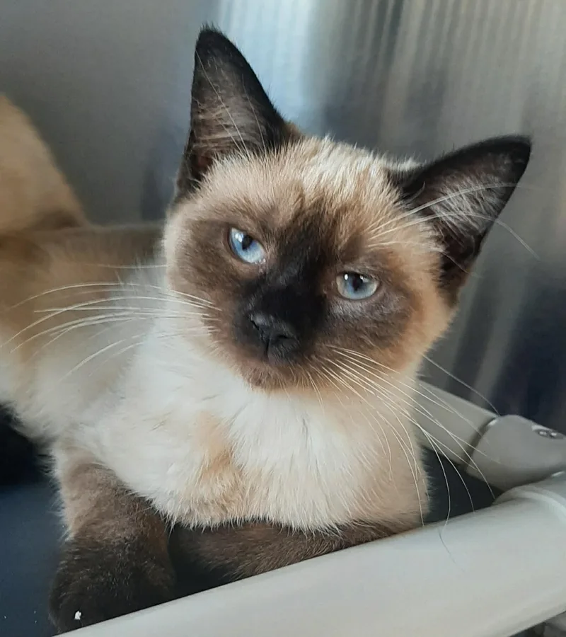 Bastet