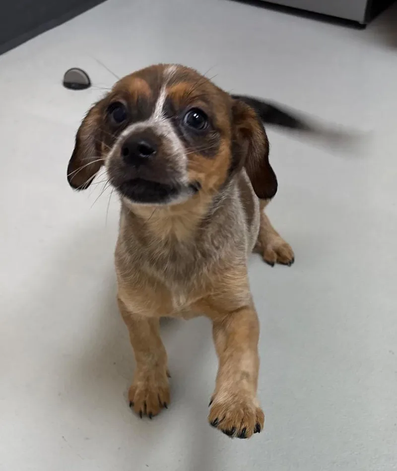 A baby medium-sized female Australian Cattle Dog / Blue Heeler dog named Mira for adoption in Greeneville, TN