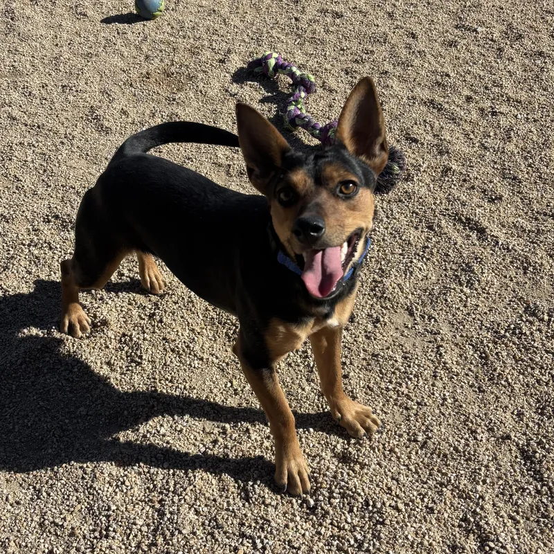 Tabbouleh thumbnail 3