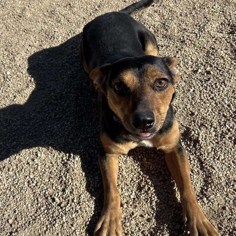 Tabbouleh thumbnail 5