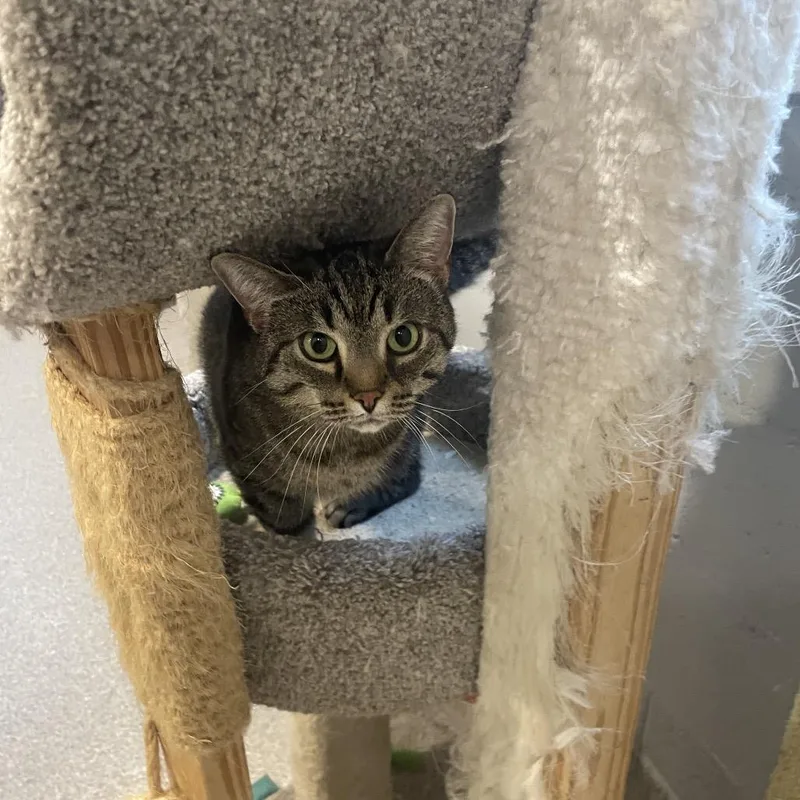 Chickpea thumbnail 2