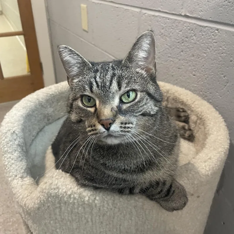 Chickpea thumbnail 3