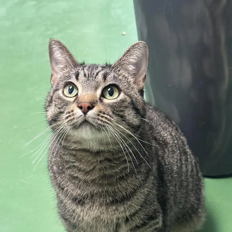 Chickpea thumbnail 4