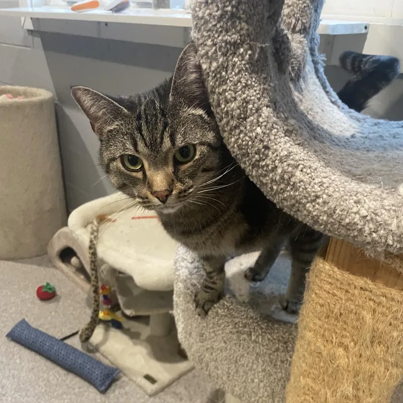 Chickpea thumbnail 5