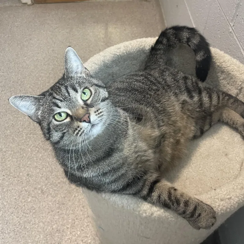 Chickpea thumbnail 6