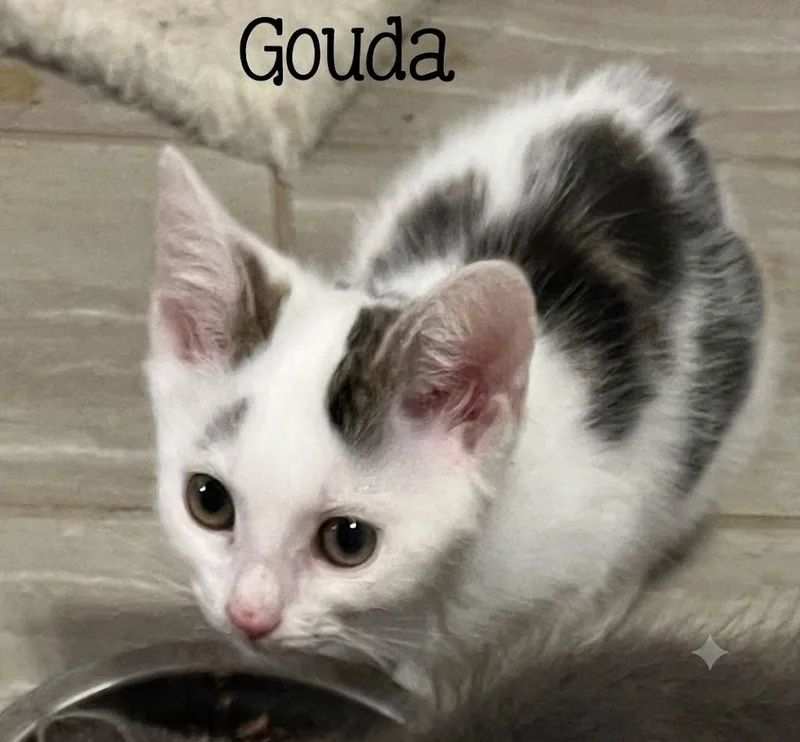 Gouda...gorgeous  playful 