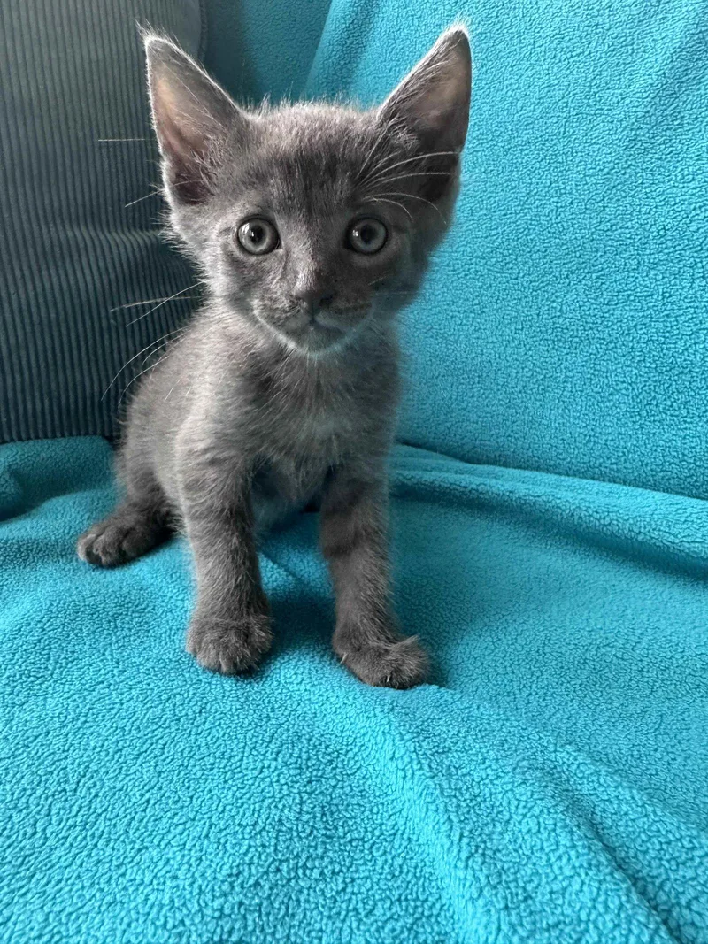 A baby medium-sized male Gray / Blue / Silver Domestic Short Hair cat named Chicken Nugget for adoption in Buford, GA