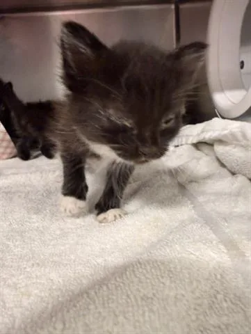 A baby small-sized male Domestic Short Hair cat named Storm for adoption in San Martin, CA