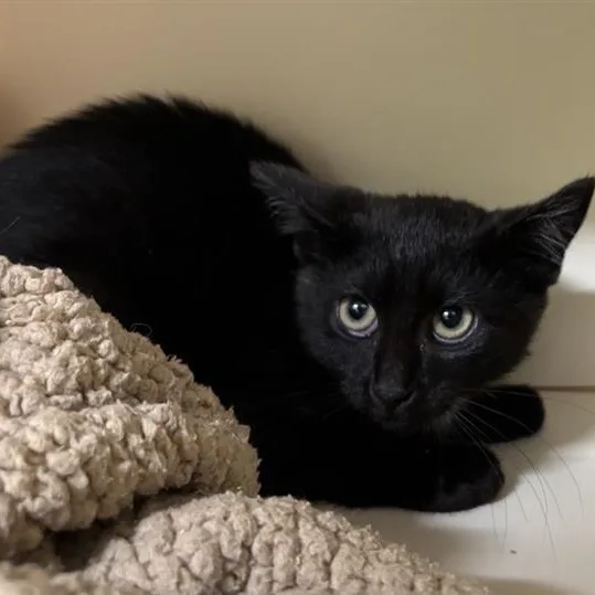 A baby medium-sized female Black Domestic Short Hair cat named Ricotta for adoption in Prince Frederick, MD