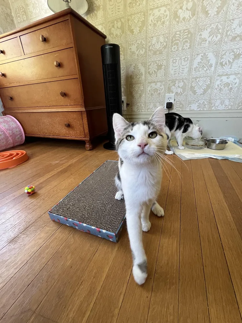 A young medium-sized male Domestic Short Hair cat named Lake & Parker for adoption in Honeoye, NY
