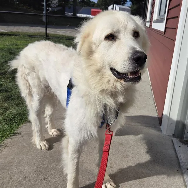 An adult extra large-sized male Great Pyrenees dog named Oakley for adoption in Centerville, MA