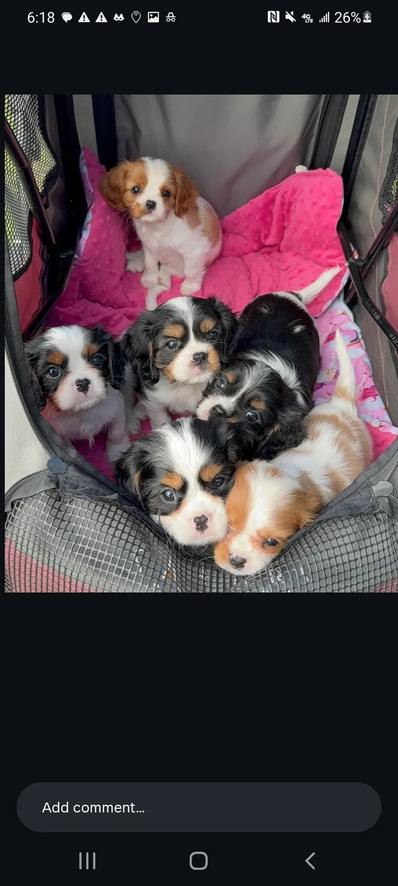 A young small-sized female Cavalier King Charles Spaniel dog named Chichi for adoption in Newmanstown, PA