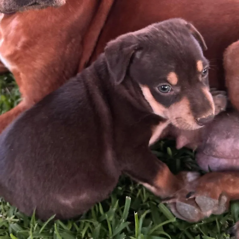 A baby small-sized male Brown / Chocolate Mixed Breed dog named Fleetwood for adoption in Tupelo, MS