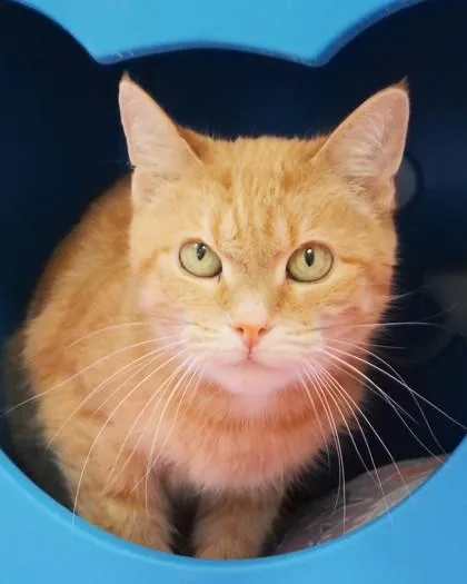A senior medium-sized female Domestic Short Hair cat named Mimi for adoption in Fishers, IN