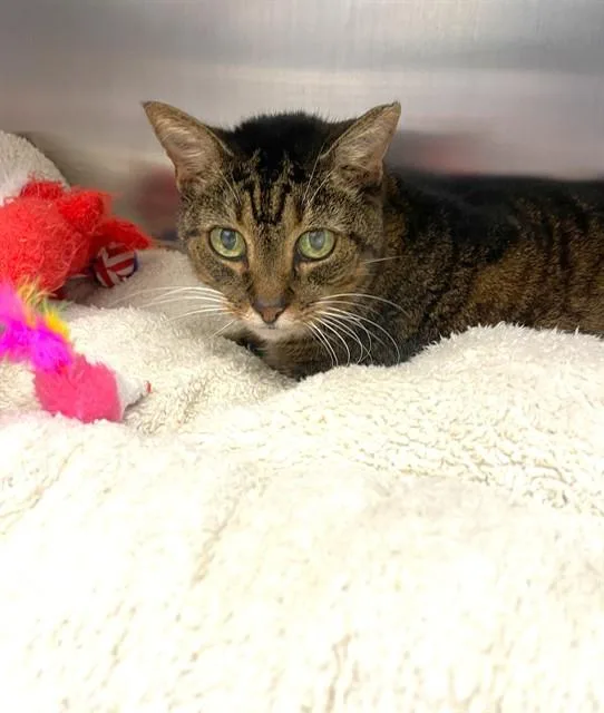 A senior medium-sized female Domestic Short Hair cat named Cupcake for adoption in Naples, FL