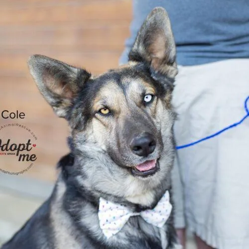 A young large-sized male Siberian Husky dog named Cole for adoption in Bakersfield, CA