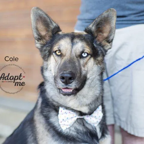 Cole thumbnail 2