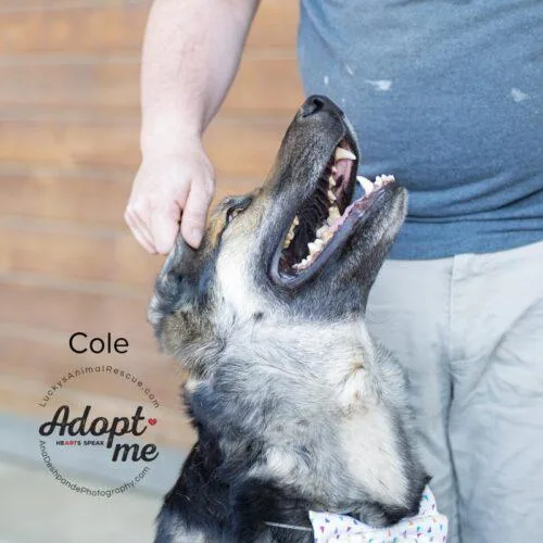 Cole thumbnail 4